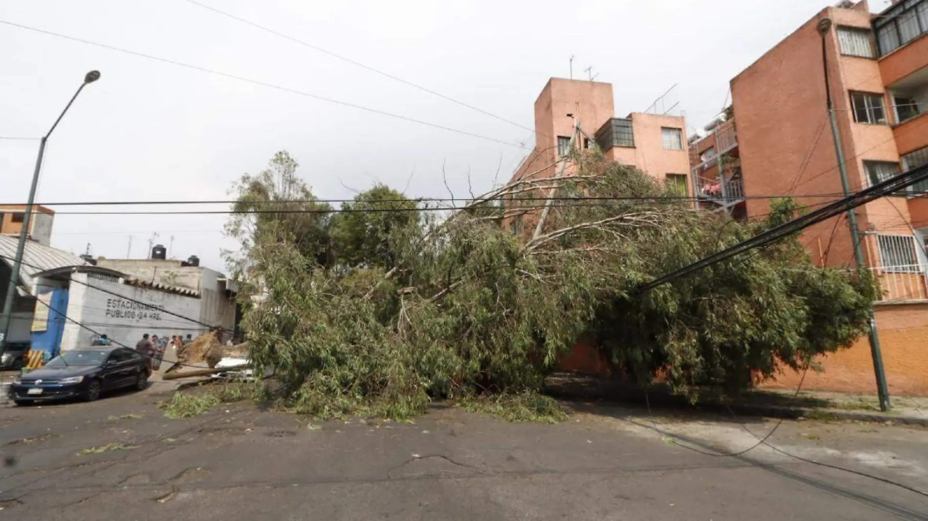 Caida de Arboles Jaime Llera La Prensa